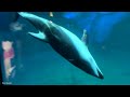 shedd aquarium chicago walking tour full walkthrough 4k