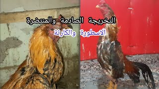 اقوة تخريجة للدجاج الهراتي الاسطورة🤯🐓