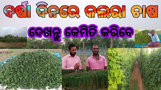 Barsa Dinare Kalara Chasa Kemiti Karibe Kalara Chasa କେମିତି କରିବେ କଲରା ଚାଷ M Farming Tv Odia