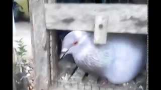 Playtube Pk Ultimate Video Sharing Website