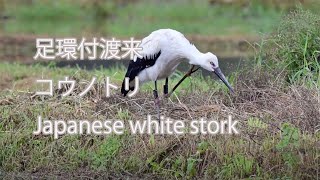 【足環付渡来】コウノトリ Japanese white stork