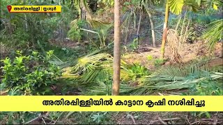 ഇലക്ട്രിക് ഫെൻസിങ്ങുണ്ടായിട്ടും രക്ഷയില്ല ? അതിരപ്പിള്ളിയിൽ കാട്ടാന കൃഷി നശിപ്പിച്ചു