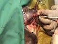 treatment of a penetrating wound in a donkey