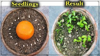 How To Grow Orange Trees From Seeds - The EASY and Free Way ll संतरे का पौधा उगने का आसान तरीका