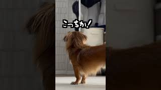 壁になって愛犬呼んだら困惑しまくったww