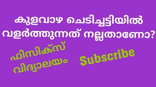 കുളവാഴ ചെടിച്ചട്ടിയിൽ വളർത്തുന്നത് നല്ലതാണോ?