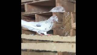 karnam pigeon mass  video just watching friends #TN65pigeon#pigeon_whatsapp_status