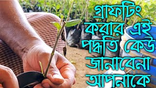 কুলগাছ গ্রাফটিং করার এই সহজ পদ্ধতি সব নার্সারী লুকোয় আমাদের থেকে | Ber tree grafting in nursery