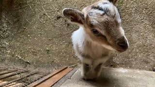 A little goat whose gesture is too cute.