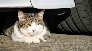 Cat Vs Car! Experiment: Crushing Crunchy & Soft Things by Car
