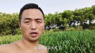 种草养牛是最优搭配吗？不能实现机械化都是空谈，怎么回事？