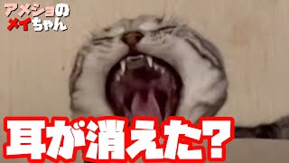 耳が消えたらドラえもんみたいになったアメショ猫