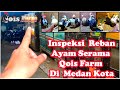 Reban Kedua Ayam Serama Di Qois Farm Medan Kota