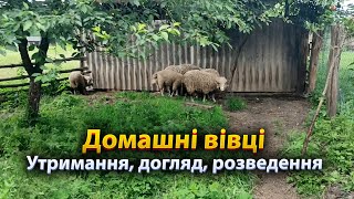 🇺🇦 Овцы. Содержание, уход, разведение.