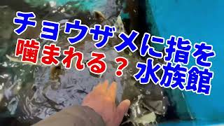 チョウザメに指を噛まれる水族館⁉️