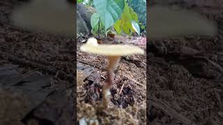 Lentinus #mushroom #fungi