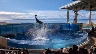 【4K】新江ノ島水族館 イルカショー「Wave ～きみの波になりたい～」2024年12月 左後方