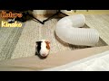 なにやら求めてくるモルモット guinea pigs appealing for something