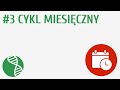 Cykl miesięczny #3 [ Rozmnażanie i rozwój ]