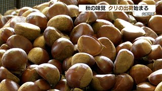 【西日本一の生産量】秋の味覚  栗の本格出荷  ８割は和菓子・洋菓子などの加工用として出荷　熊本・山鹿市