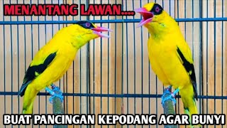 MENANTANG LAWAN ❗️❗️❗️ Kicau Suara Kepodang Emas Gacor BUAT PANCINGAN KEPODANG AGAR BUNYI #kepodang