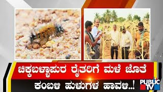 ಚಿಕ್ಕಬಳ್ಳಾಪುರ ರೈತರಿಗೆ ಕಂಬಳಿ ಹುಳುವಿನ ಕಾಟ..! | Chikkaballapura | Public TV