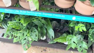 Lowe’s Plant Shopping