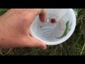 DIY Lizard Trap DIY Lizard Trap