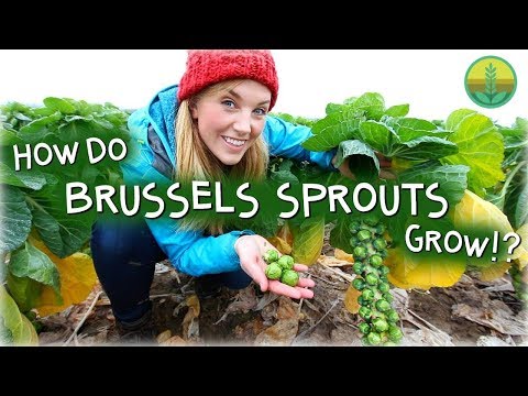 How Do Brussels Sprouts Grow? | Maddie Moate How Do Brussels Sprouts Grow? | Maddie Moate