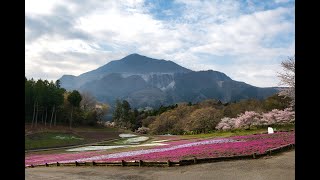 本日の羊山公園芝桜の丘　2024.4.12【埼玉県秩父市】