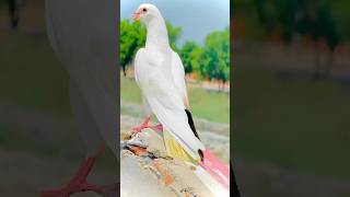 indian kabutar ke video 🔥 #kabutar #kabootar #kabootarbazi #pigeon #shorts #youtubeshorts