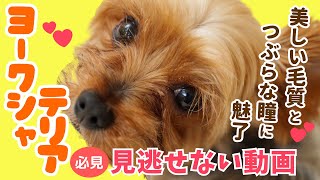 【かわいい犬♪】必見！美しい毛質とつぶらな瞳に魅了されるかわいいヨークシャーテリア！見逃せない動画！