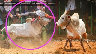 ஒரு காளை வளர்த்தாலும் இது போல காளையை வளக்கணும்💥🔥💥|jallikattu|jallikattu video|thanjavur jallikattu