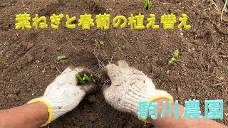 葉ねぎと春菊の植え替え　駒川農園　24.11.21