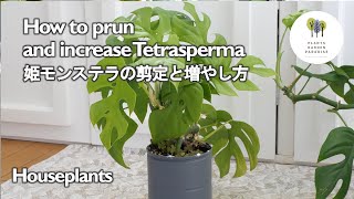 How to prun and increase Tetrasperma [Vlog・Houseplants]