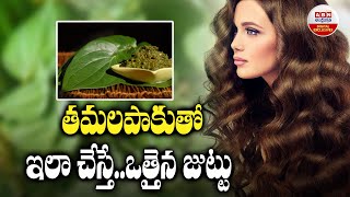 Betel leaf for hair growth: తమలపాకుతో ఇలా చేస్తే..ఒత్తైన జుట్టు | ABN Digital Exclusives