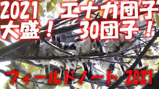 2021年　エナガ団子　30チビ団子　特盛!!