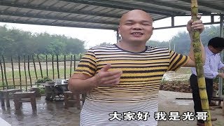 都說清明節過後甘蔗毒過蛇，光哥的這幾個老師，卻不相信這個說法【桂平光哥】