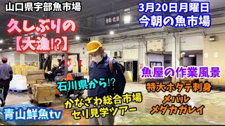 【大漁⁉︎】【JFいしかわ】【ホタテ貝の刺身】今朝の魚市場3月20日月曜日の水揚げ状況