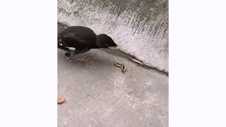 young bird thinking food will automatically jump to his mouth