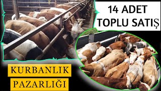 Toplu Besilik Dana Satışı ve 2025 Kurbanlık Pazarlığı