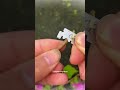 How to graft bougainvillea #shorts