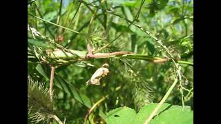 흔들리는 네발나비 번데기 Polygonia c-aureum pupa