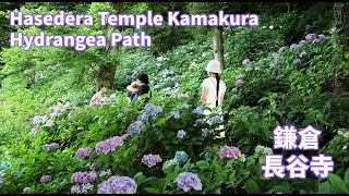 Hydrangea Hill at Hasedera Temple in Kamakura / 長谷寺 アジサイの七色浄土/ 镰仓 长谷寺 紫阳花