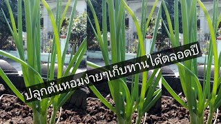 ปลูกต้นหอมครั้งเดียวเก็บกิน​ได้ตลอดปีปลูกง่ายๆ​ by นิชาครัวบ้านบ้าน