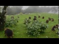 a troop of gelada baboons theropithecus gelada in the simien mountains ethiopia