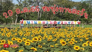 ชมทุ่งทานตะวันสวนรถไฟ (สวนวชิรเบญจทัศ) 1 ปี มี 1 ครั้ง ดอกทานตะวันบานสีเหลืองสดใสมากค่ะ - แม่ต้น