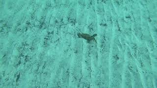 Crab Helicopter full HD