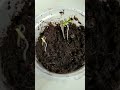 Growing Tomato Seedlings From Fresh Seeds #shorts