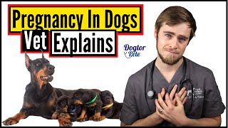 What Will Your Dog Go Through During Pregnancy? A DETAILED Explanation By A Veterinarian